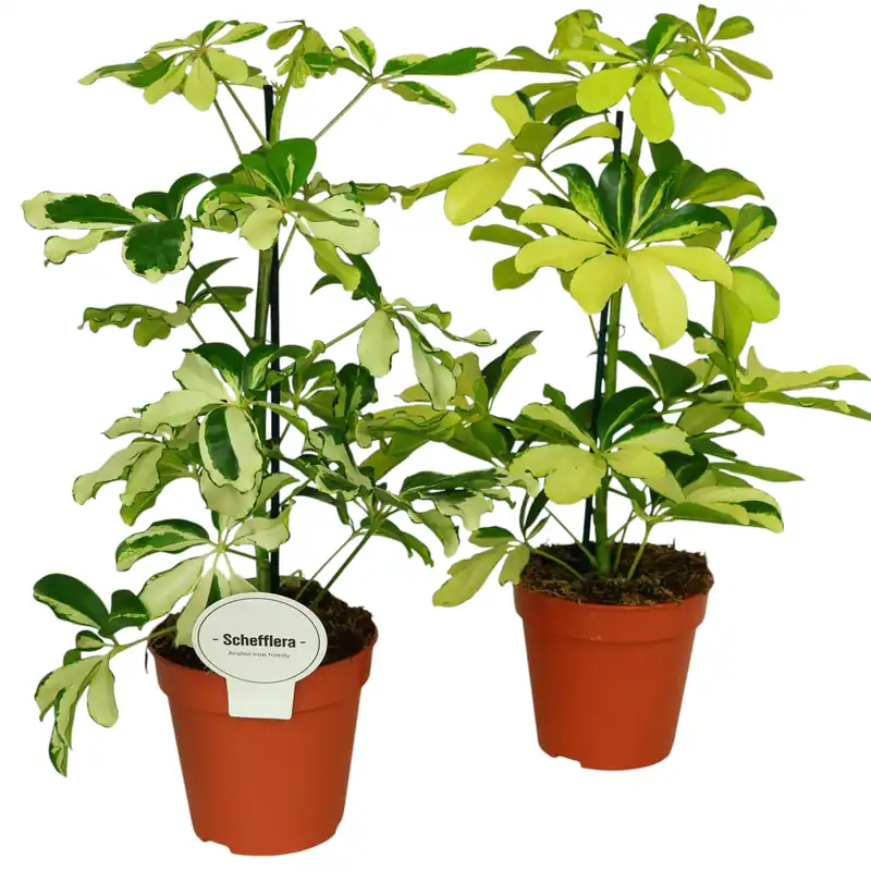 Geprüft Strahlenaralie (Schefflera arboricola) – Ø 13 cm Topf – dekorative Zimmerpflanze mit glänzenden Blättern