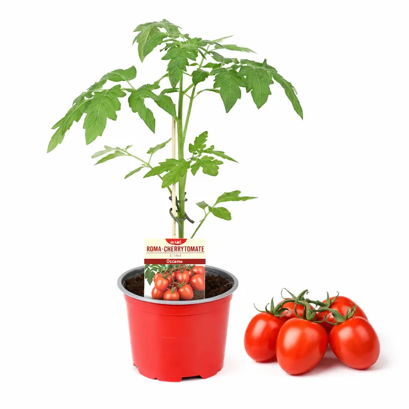 Direkt Vom Hersteller Roma Cherrytomate ‘Oceana’ - Ø 12 cm Topf