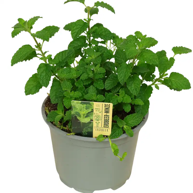 Zertifiziert Erdbeer Minze im Ø 12 cm Topf, aromatische Kräuterpflanze für Balkon, Beet und Küche