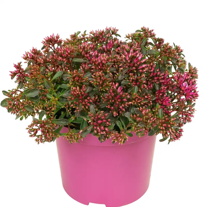 Sedum Fetthenne Ø 19 cm pflegeleichte Staude und Bodendecker Online Kaufen