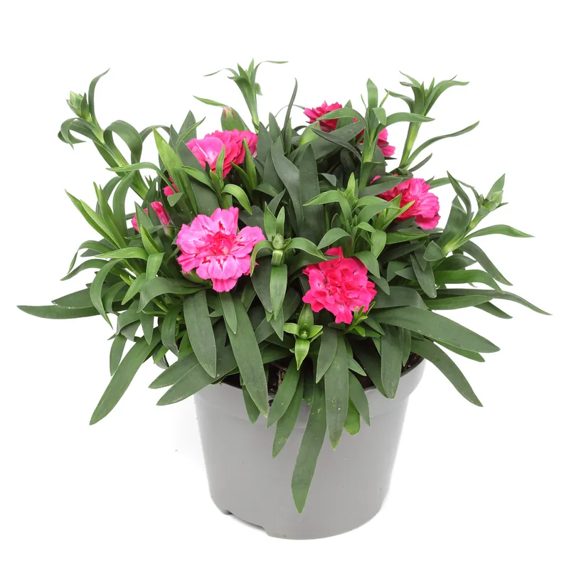 Beliebt Nelke – Dianthus – Ø 12 cm Topf – einfarbige Blüten in verschiedenen Farben – ideal für Frühling, Sommer & Herbst