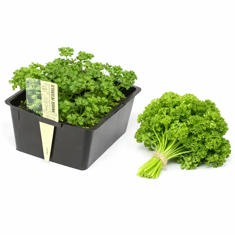 Kostenfreie Lieferung Krause Petersilie in der 6er Schale, aromatische Kräuterjungpflanzen für Hochbeet, Beet und Balkon