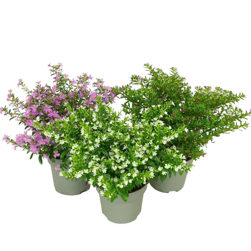 Myrthe (Köcherblümchen) – Ø 11 cm Topf – zierliche Blütenpflanze mit feinem Laub Begrenztes Angebot