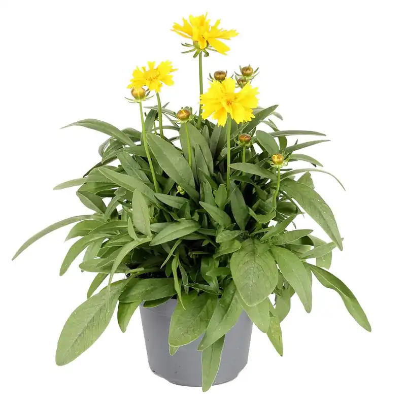 Sofort Bestellen Mädchenauge Coreopsis Ø 13 cm bienenfreundliche Blütenstaude für Garten und Balkon