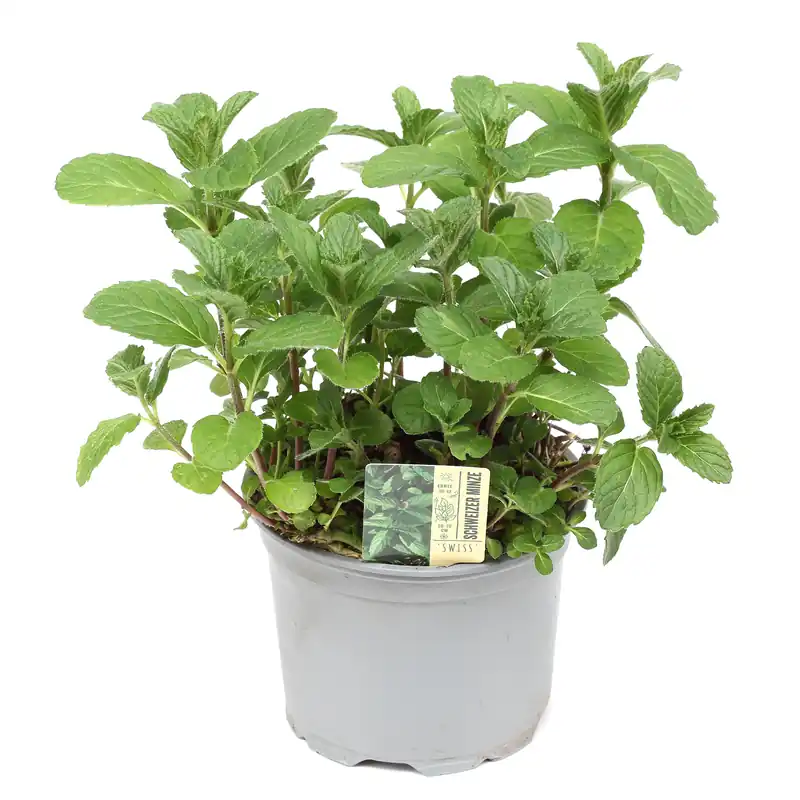 Schweizer Minze (Mentha spicata ‘Swiss‘) im 12 cm Topf – Aromatische Kräuterpflanze für Garten & Küche Markenprodukt