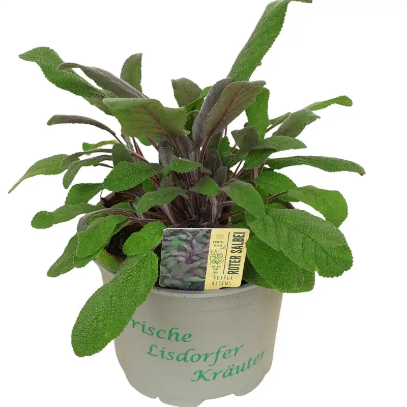 Gratis Versand Roter Salbei im Ø 12 cm Topf, aromatisches Küchenkraut für Balkon, Beet und Küche