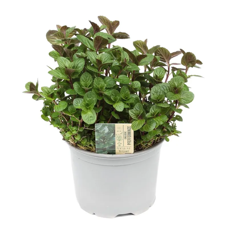Sale Englische Pfefferminze im Ø 12 cm Topf, aromatische Kräuterpflanze für Balkon, Beet und Küche