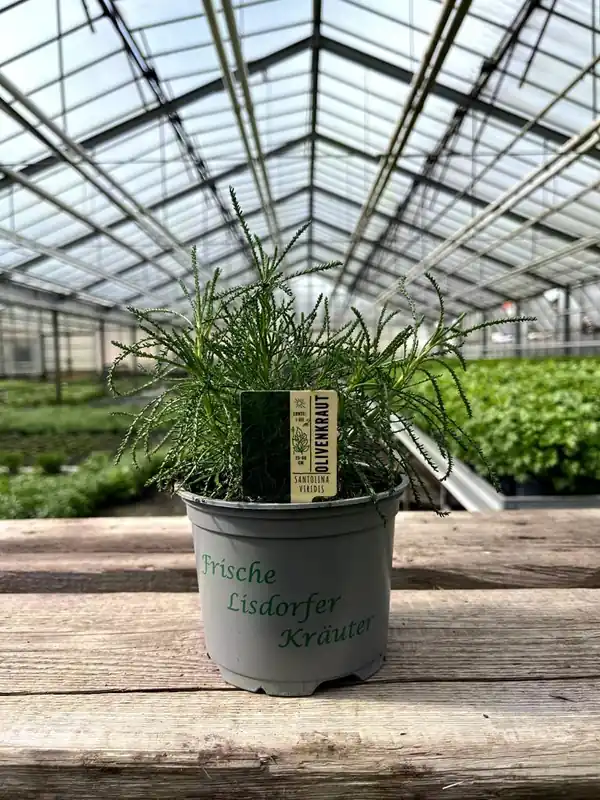 Olivenkraut im Ø 12 cm Topf, aromatisches Küchenkraut für Balkon, Beet und mediterrane Küche Abverkauf