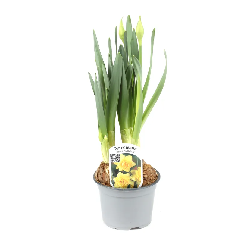 Saisonangebot Narzissen Zwiebeln ‘gemischt‘ - Ø
12 cm Topf