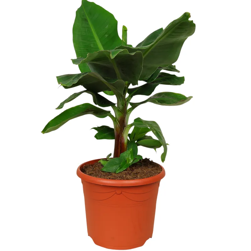 Neuheit Zierbanane Musa Bananarama Ø 26 cm exotische Bananenpflanze für Wohnraum und Terrasse