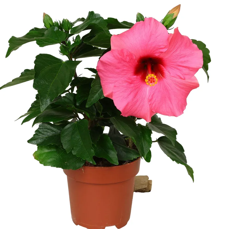 Hibiscus rosa sinensis Ø 13 cm exotischer Zimmer Hibiskus in verschiedenen Farben Super-Preis