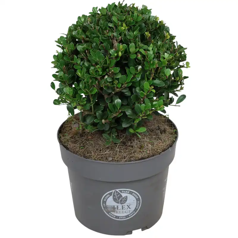Ilex crenata Jenny Kugel Ø 15 cm immergrüne Buchsbaum Alternative Ausverkauf