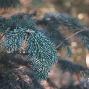 Abies lasiocarpa Kracherpreis