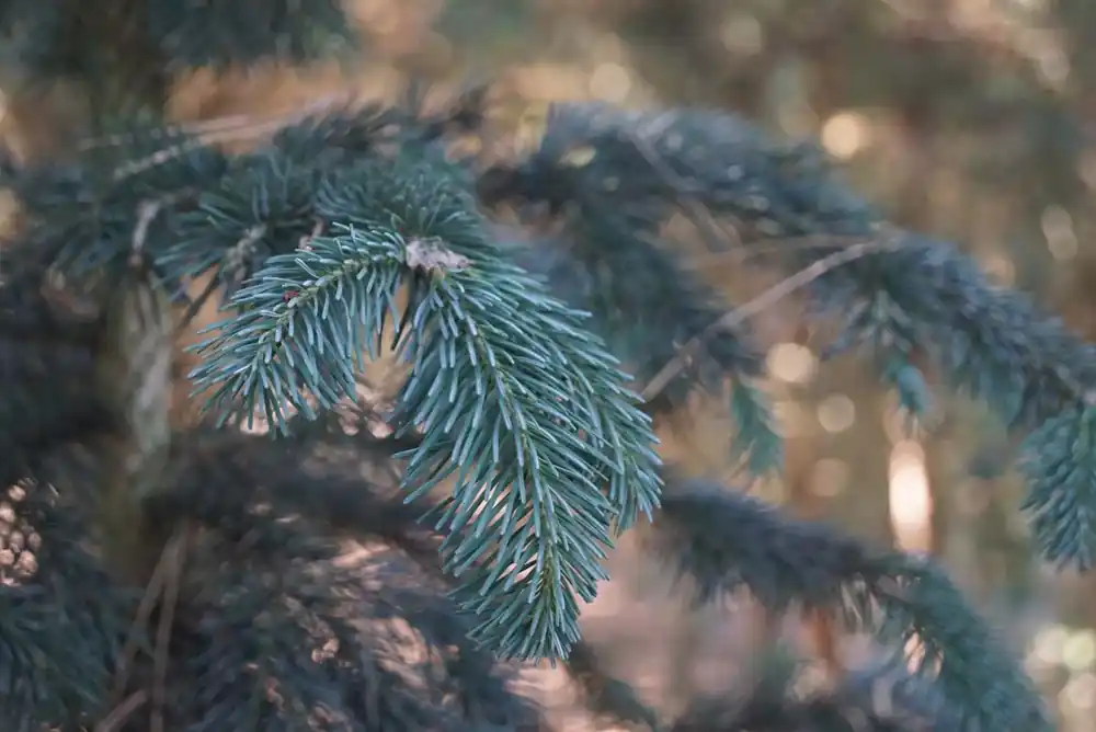 Abies lasiocarpa Kracherpreis