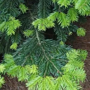 Abies nordmanniana Kracherpreis