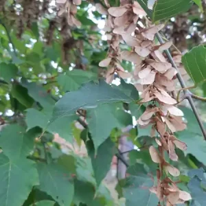 Acer capillipes Neuheit