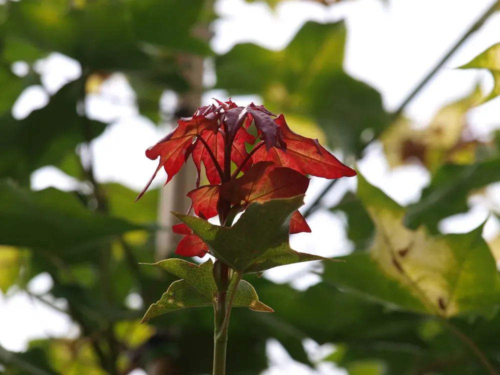 Neue Kollektion Acer cappadocicum ‘Aureum‘ auf Stamm