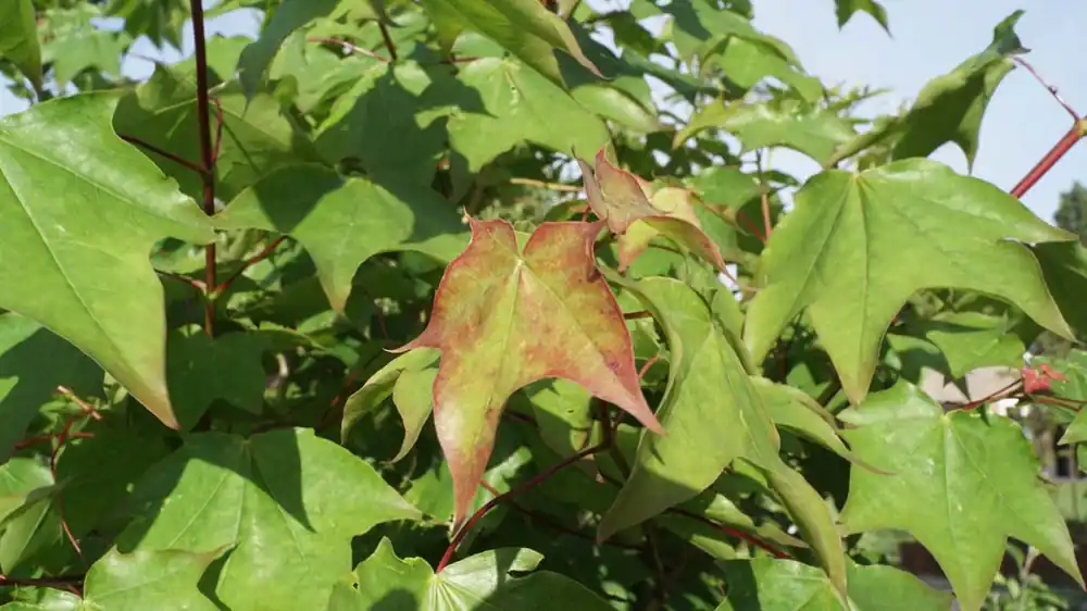 Acer cappadocicum Mehrstämmig / Strauch Kostenloser Versand
