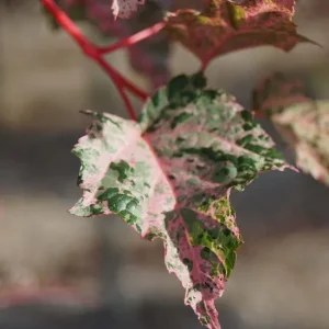 Neue Ware Acer conspicuum ‘Red Flamingo‘