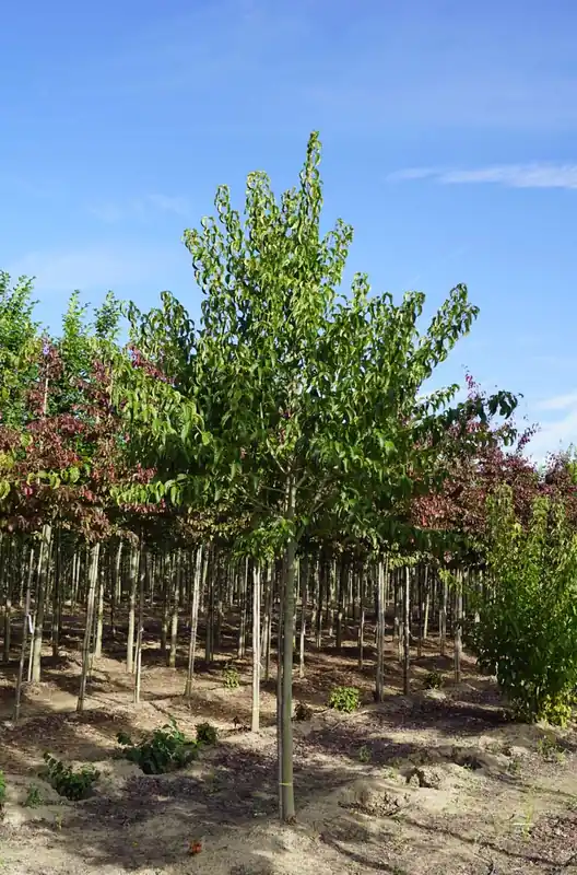 Acer davidii auf Stamm Preiswert