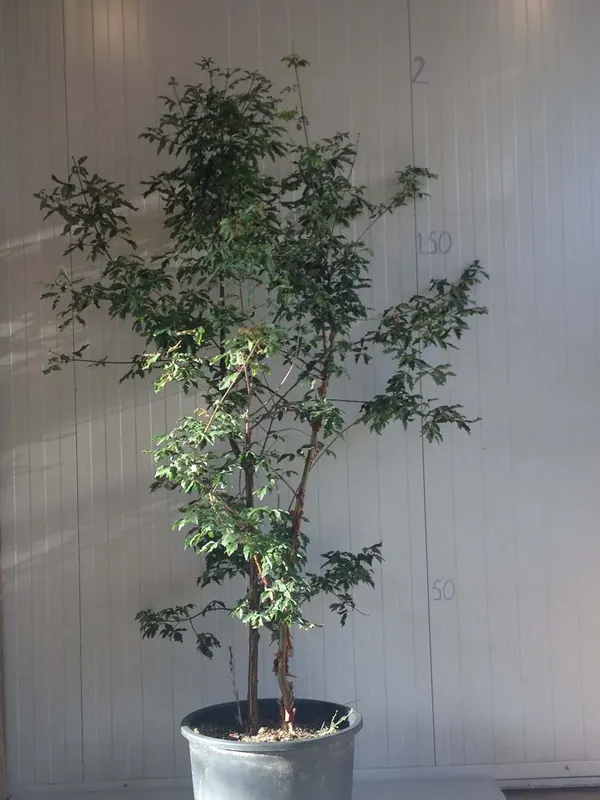 Schneller Versand Acer griseum