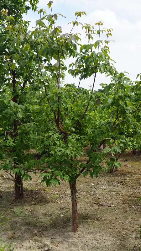 Acer griseum Solitär Markenware