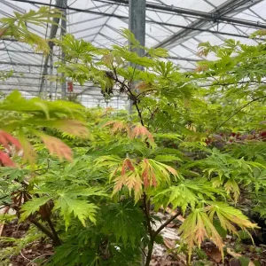 Top-Seller Acer japonicum ‘Aconitifolium‘