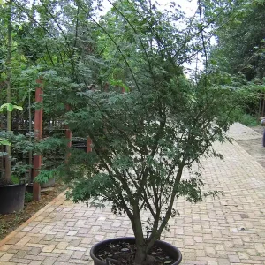 Begrenztes Angebot Acer palmatum