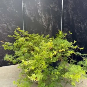 Versand Am Gleichen Tag Acer palmatum ‘Dissectum‘
