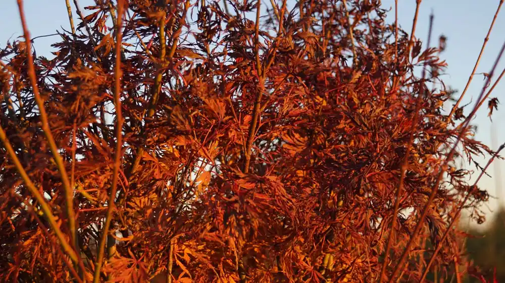 Solange Der Vorrat Reicht Acer palmatum ‘Emerald Lace‘ Mehrstämmig / Strauch