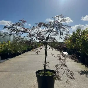 Acer palmatum ‘Garnet‘ Direktkauf