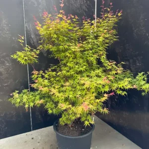 Acer palmatum ‘Phoenix‘ Begrenztes Angebot