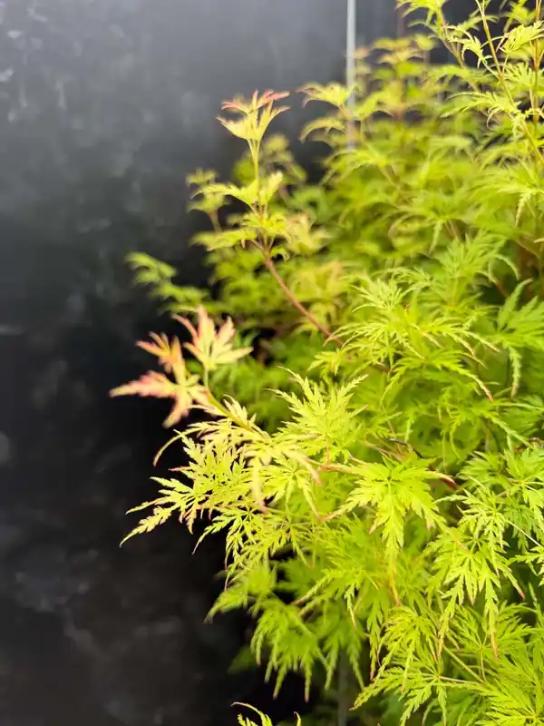 Acer palmatum ‘Seiryu‘ Mehrstämmig / Strauch Sale