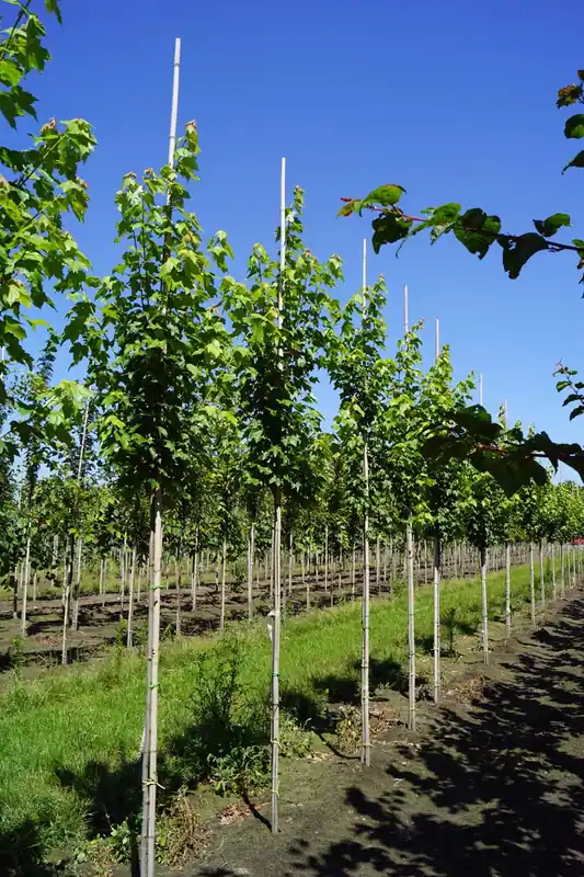 Acer rubrum ‘Brandywine‘ auf Stamm Must-Have