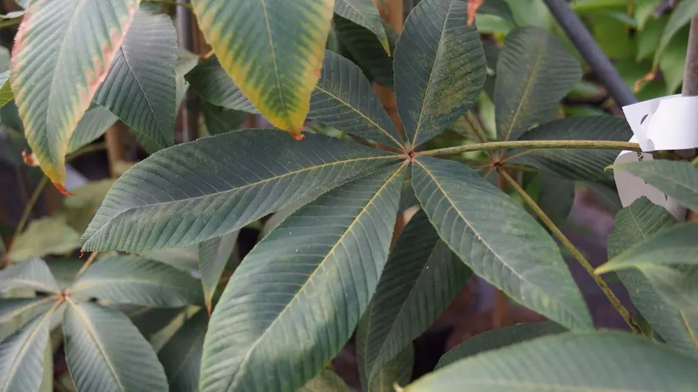 Schneller Versand Aesculus flava ‘Vestita‘ auf Stamm