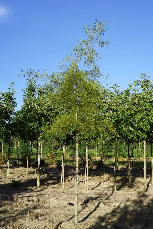 Sonderangebot Alnus glutinosa ‘Imperialis‘ auf Stamm