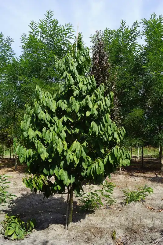 Asimina triloba Solitär Preisreduziert
