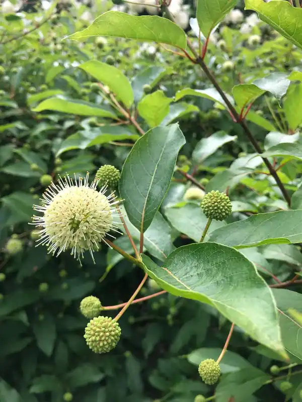 Neue Ware Cephalanthus occidentalis auf Stamm
