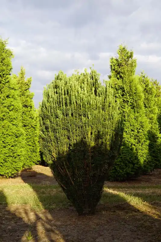 Cephalotaxus harringtonii ‘Fastigiata‘ Meistverkauft
