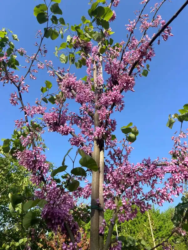 Neue Kollektion Cercis siliquastrum auf Stamm