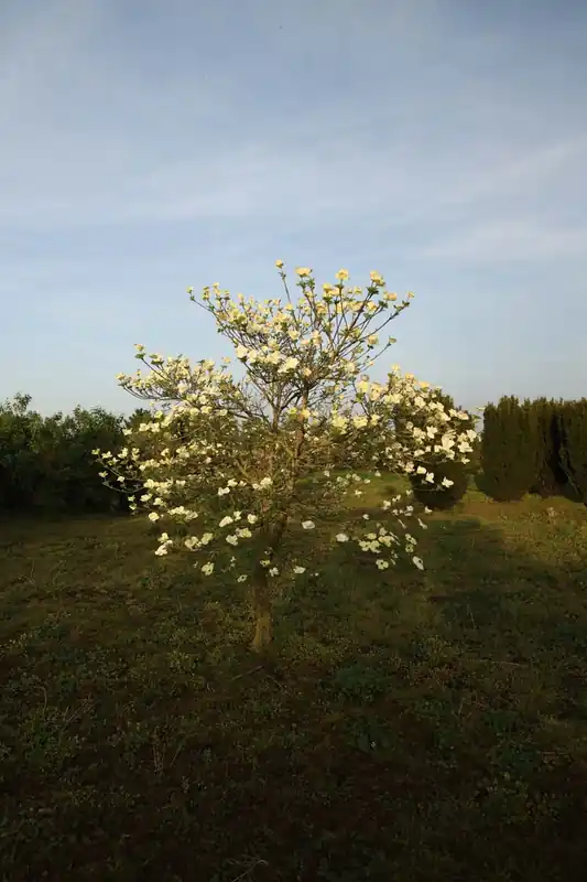 Billig Cornus ‘Ascona‘ Solitär