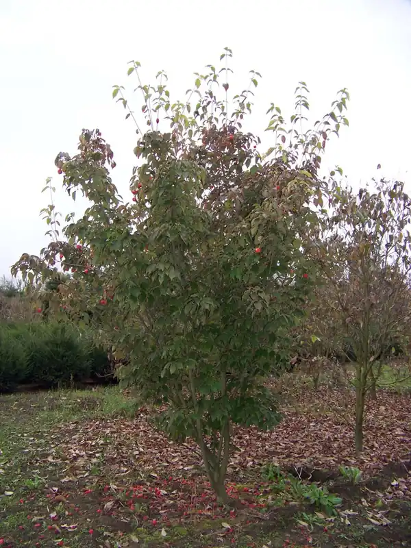 Echt Cornus kousa ‘China Girl‘ Mehrstämmig / Strauch