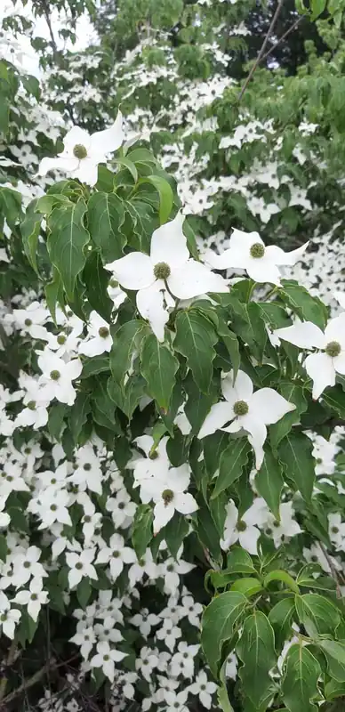 Kostenloser Versand Cornus kousa ‘Milky Way‘ Solitär