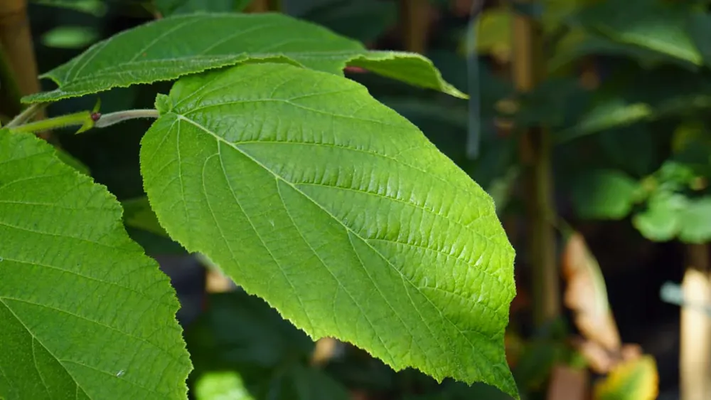 Günstig Corylus chinensis auf Stamm