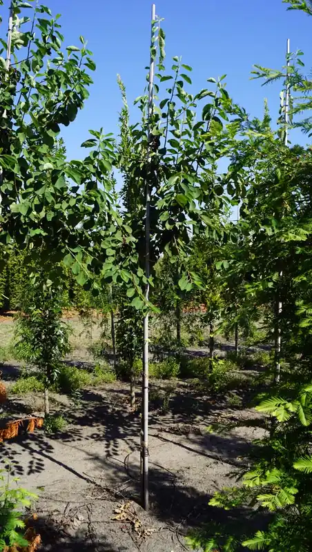 Super-Preis Cotoneaster ignotus auf Stamm