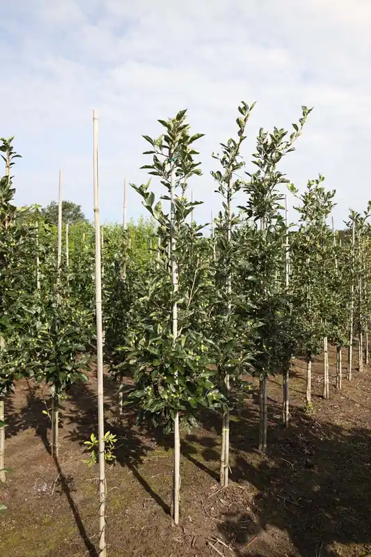 Crataegus lavalleei ‘Carrierei‘ auf Stamm Top-Preis