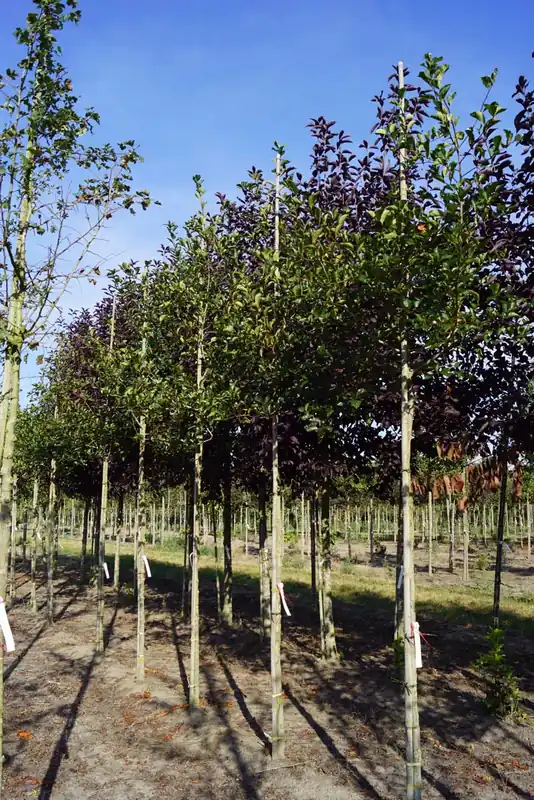 Top-Seller Crataegus succulenta ‘Jubilee‘ auf Stamm