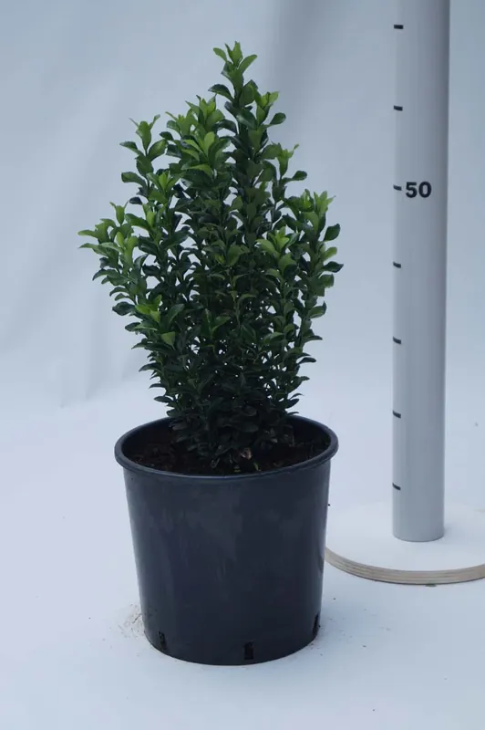 Euonymus japonicus ‘Green Spire‘ Preis Gesenkt