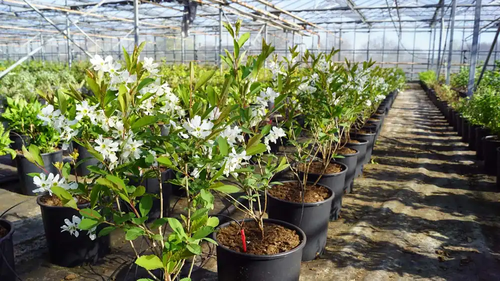 Exochorda racemosa ‘Huibl‘ Mehrstämmig / Strauch Top-Seller