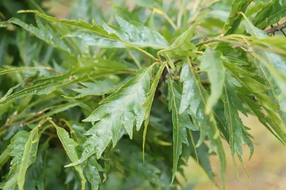 Kostenloser Versand Fagus sylvatica ‘Aspleniifolia‘ auf Stamm